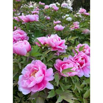 200 Peony Bulbs & Peonies For Planting Outdoors - Double Petaled Piani Flower Non-GMO Perennial Mix With Dahlia & Poppy Blooms