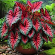 Variedades raras de semillas de flor de ciruelo, malvaviscos en maceta, copos de nieve azules, balcones interiores, flores de patio, florecen todo el año, fáciles de cuidar - Paquete de 500 - Ver 5