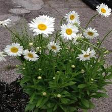 500pcs High-Quality Chrysanthemum Seeds, High Germination Rate, Yellow Flower Seeds - Christmas - Festive Flowers - Celebration Flowers - Christmas Flowers---Each Package With Products Name Label