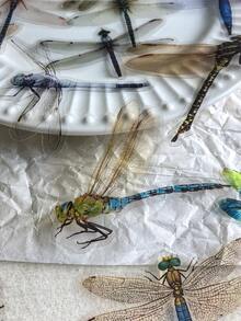 30 miếng/gói miếng dán trang trí hình chuồn chuồn bằng nhựa PET dùng để làm sổ lưu niệm - Một cỡ - Xem 3