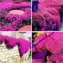 300 semillas de violeta herencia, flores perennes no transgénicas, decoración de jardín y hogar, macetas resistentes, plantas aromáticas para paisajismo y arreglos florales coloridos - 300 piezas - Ver 5