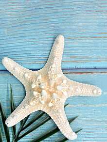 10 peças/1 peça Concha de Búzio Natural, Espécime de Louva-a-Deus de Cinco Dedos, Estrela-do-mar, Plataforma do Mediterrâneo, Decoração Marinha, Decoração de Parede, Série de Decoração Doméstica. Novo Estilo Chinês/Estilo Simples, Necessário para Comemoração de Turismo