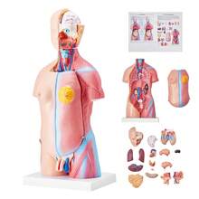 Human Body Model, 23 Parts 18 Inch, Human Torso Anatomy Model Unisex Anatomical Skeleton Model With Removable Organs, Educational Teaching Tool For Students Science Learning Education Display - Multicolor - View 7