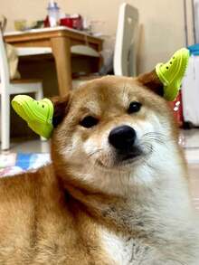 2pcs/1pair Mini Porous Shoes Classic Design Cats And Dogs Pet Photography Accessories Cute And Funny Small Pet Toys Puppy Shoes Cartoon Accessories Cute Mini Shoes Very Cute Puppy Shoes