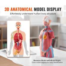 Human Body Model, 23 Parts 18 Inch, Human Torso Anatomy Model Unisex Anatomical Skeleton Model With Removable Organs, Educational Teaching Tool For Students Science Learning Education Display - Multicolor - View 2