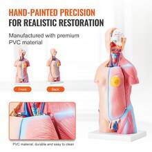 Human Body Model, 23 Parts 18 Inch, Human Torso Anatomy Model Unisex Anatomical Skeleton Model With Removable Organs, Educational Teaching Tool For Students Science Learning Education Display - Multicolor - View 5