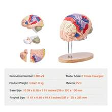 Human Brain Model Anatomy, 2X Life-Size 4-Part Human Brain Anatomical Model With Labels & Display Base, Color-Coded Detachable Brain Model For Science Research Teaching Learning Study Display - Multicolor - View 7