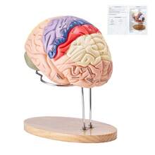 Human Brain Model Anatomy, 2X Life-Size 4-Part Human Brain Anatomical Model With Labels & Display Base, Color-Coded Detachable Brain Model For Science Research Teaching Learning Study Display - Multicolor - View 8