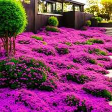 300 semillas de violeta herencia, flores perennes no transgénicas, decoración de jardín y hogar, macetas resistentes, plantas aromáticas para paisajismo y arreglos florales coloridos - 300 piezas - Ver 2
