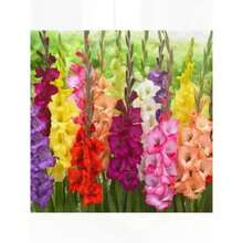 100 piezas semillas bulbos de gladiolo, gladioli fáciles de cultivar, flores perennes para jardín o contenedor, kit de decoración florales, material botánico de calidad para paisajismo, opción original para aficionados jardinería y amantes de flores. - 1 - Ver 6