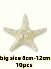10 peças/1 peça Concha de Búzio Natural, Espécime de Louva-a-Deus de Cinco Dedos, Estrela-do-mar, Plataforma do Mediterrâneo, Decoração Marinha, Decoração de Parede, Série de Decoração Doméstica. Novo Estilo Chinês/Estilo Simples, Necessário para Comemoração de Turismo