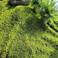 1片人造苔藓垫，柔软涤纶仿苔藓，DIY微景观草坪，景观石户外装饰，家居装饰，展览背景装饰，微景观 - 綠色(毛更細) - 查看 11