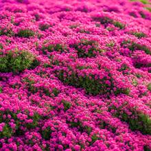 300 semillas de violeta herencia, flores perennes no transgénicas, decoración de jardín y hogar, macetas resistentes, plantas aromáticas para paisajismo y arreglos florales coloridos - 300 piezas - Ver 3
