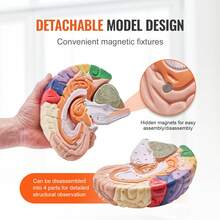 Human Brain Model Anatomy, 2X Life-Size 4-Part Human Brain Anatomical Model With Labels & Display Base, Color-Coded Detachable Brain Model For Science Research Teaching Learning Study Display - Multicolor - View 4