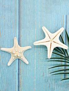 10 peças/1 peça Concha de Búzio Natural, Espécime de Louva-a-Deus de Cinco Dedos, Estrela-do-mar, Plataforma do Mediterrâneo, Decoração Marinha, Decoração de Parede, Série de Decoração Doméstica. Novo Estilo Chinês/Estilo Simples, Necessário para Comemoração de Turismo