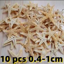 10 peças/1 peça Concha de Búzio Natural, Espécime de Louva-a-Deus de Cinco Dedos, Estrela-do-mar, Plataforma do Mediterrâneo, Decoração Marinha, Decoração de Parede, Série de Decoração Doméstica. Novo Estilo Chinês/Estilo Simples, Necessário para Comemoração de Turismo