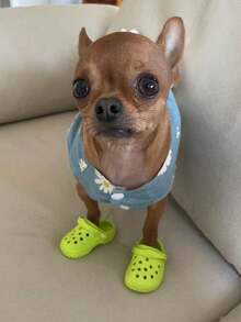 2pcs/1pair Mini Porous Shoes Classic Design Cats And Dogs Pet Photography Accessories Cute And Funny Small Pet Toys Puppy Shoes Cartoon Accessories Cute Mini Shoes Very Cute Puppy Shoes