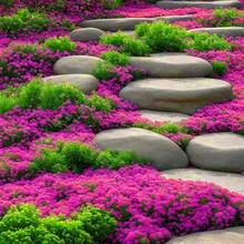 300 semillas de violeta herencia, flores perennes no transgénicas, decoración de jardín y hogar, macetas resistentes, plantas aromáticas para paisajismo y arreglos florales coloridos - 300 piezas - Ver 6