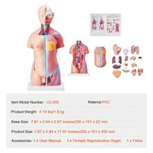 Human Body Model, 23 Parts 18 Inch, Human Torso Anatomy Model Unisex Anatomical Skeleton Model With Removable Organs, Educational Teaching Tool For Students Science Learning Education Display - Multicolor - View 6