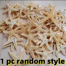 10 peças/1 peça Concha de Búzio Natural, Espécime de Louva-a-Deus de Cinco Dedos, Estrela-do-mar, Plataforma do Mediterrâneo, Decoração Marinha, Decoração de Parede, Série de Decoração Doméstica. Novo Estilo Chinês/Estilo Simples, Necessário para Comemoração de Turismo