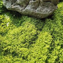1片人造苔藓垫，柔软涤纶仿苔藓，DIY微景观草坪，景观石户外装饰，家居装饰，展览背景装饰，微景观 - 綠色(毛更細) - 查看 9
