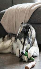 Outward Hound Dogwood Wood Durable Dog Chew Toys, Real Wood &Amp; Mint, 2-Pack, Large - ColorB - 查看 8