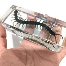 1 pieza Modelo de insecto realista de resina extra grande, Insecto palo mágico invisible, Escorpión dorado, Decoración de resina transparente, Modelo de espécimen educativo, Regalo de investigación de museo, Modelo de espécimen de insecto de resina acrílica transparente