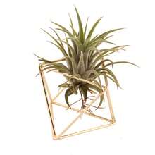 Hanging Iron Air Planter Cube - Soil-Free Plants & Floral Pot, Geometric Triangle Design With Rope Hanger, Lightweight & Durable For Indoor/Outdoor, Suitable For Valentine's Day, Home Party, Wedding, Holiday, Study & Garden Decor - Multicolor - View 3