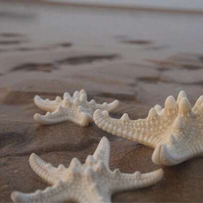 Natural Conch Shell Five Finger Tyrant Mantis Starfish Specimen Mediterranean Platform Decoration Ocean Decoration Wall Decoration Series Home Decoration