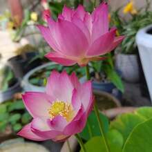30 Lotus Seeds, Water Lilies Home Gardening Plants Colorful Mixed Mini Lotus Seeds Lotus Seeds Fast Growing - Sowing