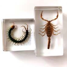 1 pieza Modelo de insecto realista de resina extra grande, Insecto palo mágico invisible, Escorpión dorado, Decoración de resina transparente, Modelo de espécimen educativo, Regalo de investigación de museo, Modelo de espécimen de insecto de resina acrílica transparente