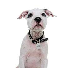 1 件标签，适用于服务性动物、辅助犬和治疗犬，金属宠物身份标签，可挂在宠物项圈上，防止户外游荡 - 彩色 - 查看 6