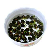 30 Lotus Seeds, Water Lilies Home Gardening Plants Colorful Mixed Mini Lotus Seeds Lotus Seeds Fast Growing - Sowing