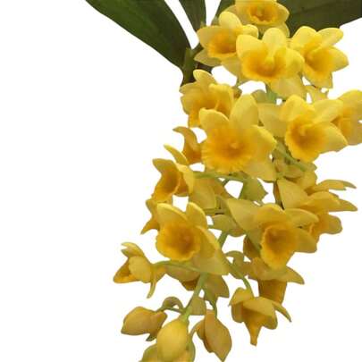 orquidea Dendrobium densiflorum cacho amarelo sem flor