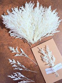 25/50/100/300 Stück Elfenbeinweiße Mini Schleierkraut und andere getrocknete Blumen - für Harz-Gusskunst und Basteln, geeignet für Haarzubehör, Hochzeitskränze, Tischdekoration, Heimdekoration