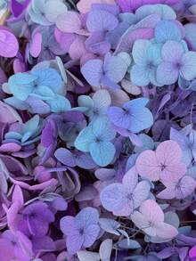 100/200/500/1000pcs Multicolour Hydrangea Dried Flowers-Perfect For DIY Crafts,Candles,Weddings,Diy Handmade,Christmas
