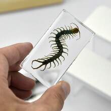 1 pieza Modelo de insecto realista de resina extra grande, Insecto palo mágico invisible, Escorpión dorado, Decoración de resina transparente, Modelo de espécimen educativo, Regalo de investigación de museo, Modelo de espécimen de insecto de resina acrílica transparente