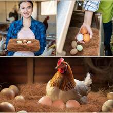 农场动物鸡舍 - 彩色 - 查看 10