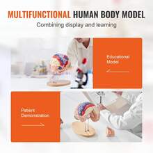 Human Brain Model Anatomy, 2X Life-Size 4-Part Human Brain Anatomical Model With Labels & Display Base, Color-Coded Detachable Brain Model For Science Research Teaching Learning Study Display - Multicolor - View 6
