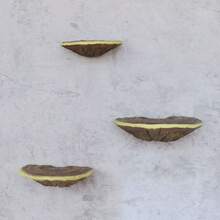 Juego de estantes de almacenamiento de Lingzhi de resina (3 piezas, estante colgante de pared de estilo artístico decorativo de Lingzhi, adecuado para contenedores de vidrio en el dormitorio, soporte suspendido para decoración de pared en rincones, tema natural al aire libre, decoración de festivales en paredes, puede sostener artículos, adecuado para geckos y mascotas trepadoras, decoración de plantas en miniatura de hongos de jardín al aire libre)