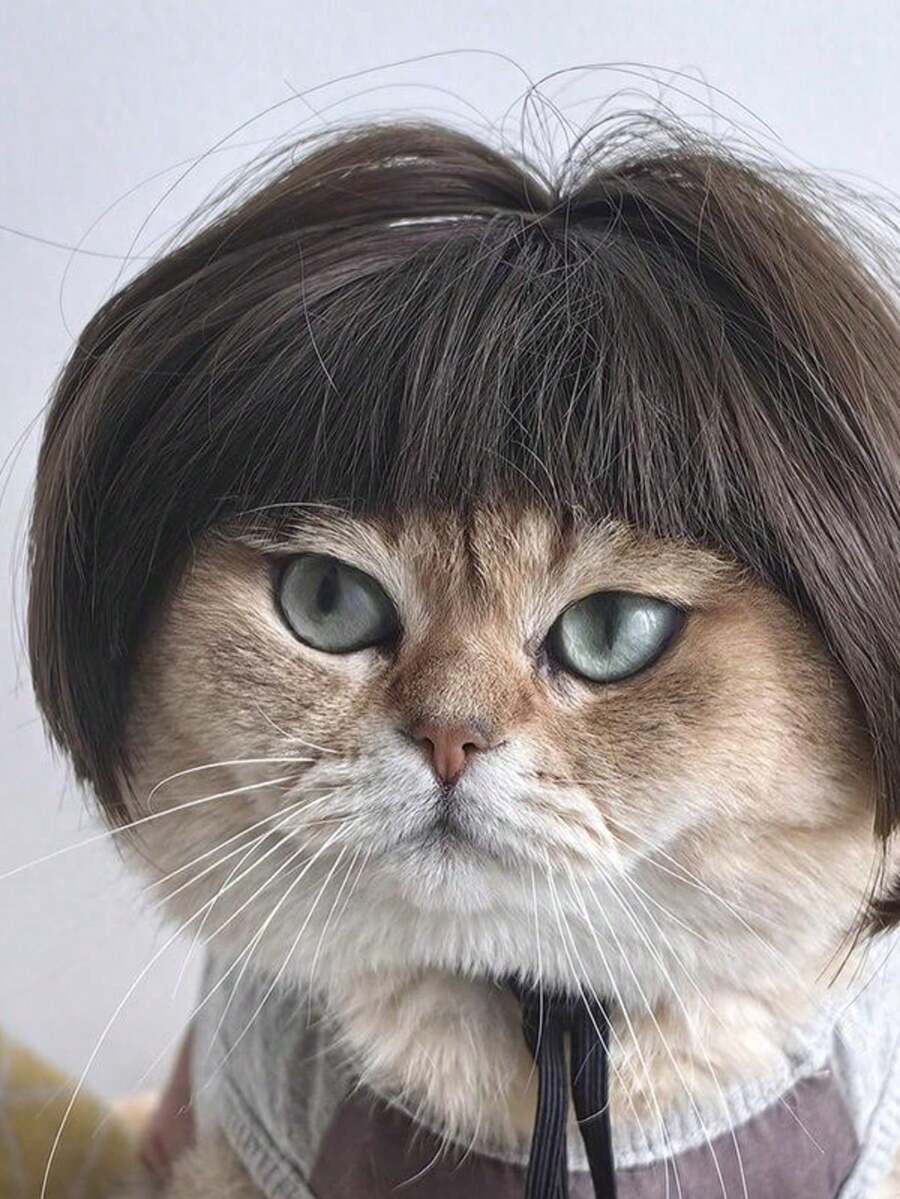 1pc Cat Headgear - Funny And Cute, Cat Hat, Photo Best Match Props - Brown - View 1