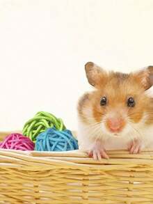 2/3/5pcs Rattan Ball Toys, 5cm Parrot Foot Grab & Chew Small Ball Toys, Rattan Parrot Toys - View 4