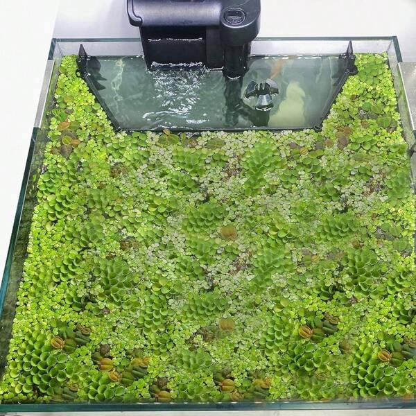 Floating Plant Corral Aquarium, Fish Accessories To Separate Floating Plants, Automatically Adjusts Height With Level, Suitable All Floating Plants And All Aquariums Style 1