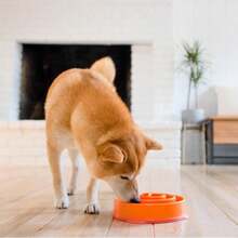 Outward Hound Fun Feeder Slo Bowl, Medium Slow Feeder Dog Bowl, 2 Cups, Turquoise - MàuD - Xem 6