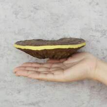 Juego de estantes de almacenamiento de Lingzhi de resina (3 piezas, estante colgante de pared de estilo artístico decorativo de Lingzhi, adecuado para contenedores de vidrio en el dormitorio, soporte suspendido para decoración de pared en rincones, tema natural al aire libre, decoración de festivales en paredes, puede sostener artículos, adecuado para geckos y mascotas trepadoras, decoración de plantas en miniatura de hongos de jardín al aire libre)