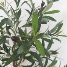 1 peça 160-180 cm planta de oliveira artificial ornamento interno e externo planta falsa para casa jardim festa de casamento decoração de sala de estar, para decoração de festival de ação de graças de Natal