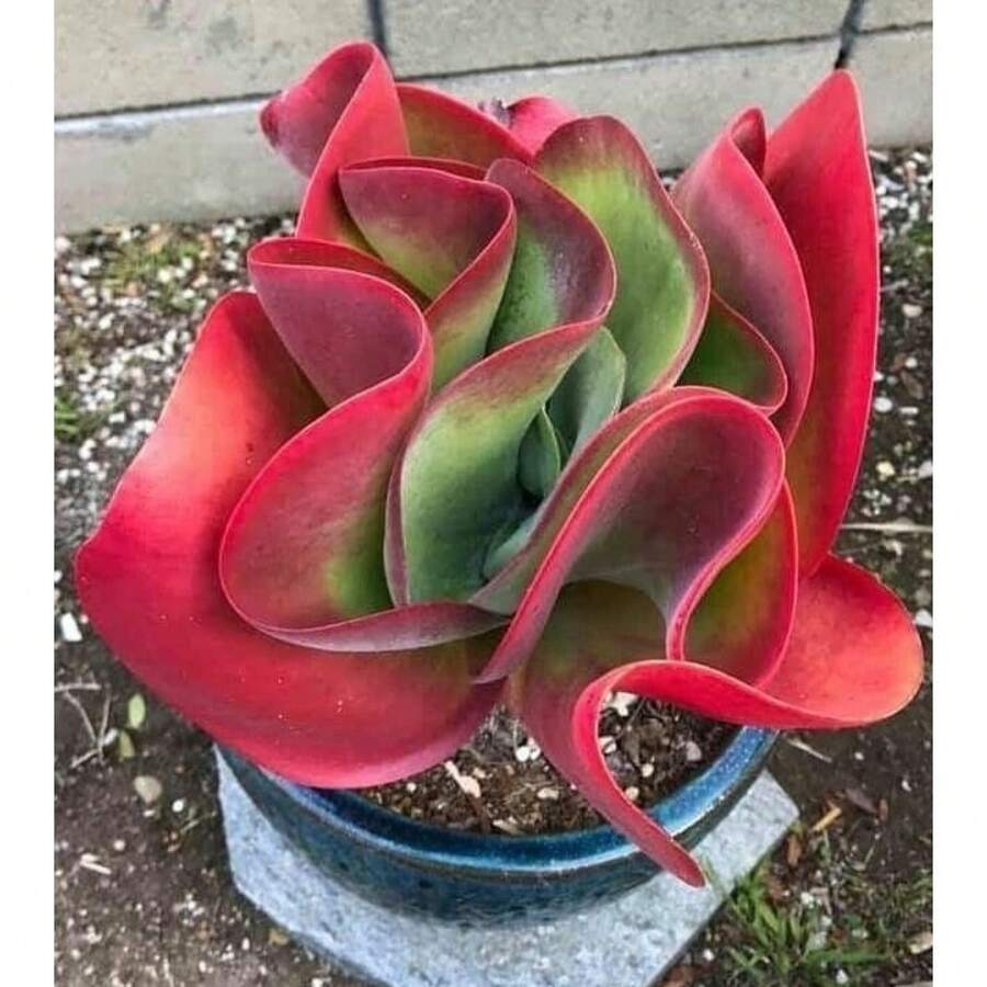 Succulent Seeds For Easy Planting: Square Flower Bonsai Seeds For Indoor Gardening And Home Tree Cultivation - 100pcs - View 1