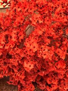 25/50/100/300pcs Mini Gypsophila & Other Dried Flowers - For Resin Mold Art And Handicrafts, Ivory White Bouquet For Hair Accessories, Wedding Wreaths, Tabletop Decor, Home Decoration