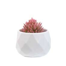 一套仿真多肉植物 - 女士办公桌假植物 - 逼真多肉植物 - 迷你粉色圣诞装饰，适用于卧室、浴室、办公桌架、感恩节装饰 - 白色小盆 - 查看 10