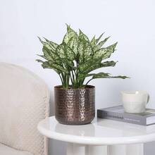 6 Inch Copper Tone Metal Plant Pot With Hammered Design, Decorative Small Succulent Planter - Handcrafted In India - Vintage Copper - View 2
